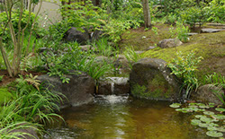 03 新小岩の庭 01