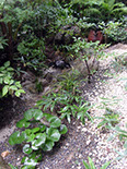 11 茗荷谷の庭 01