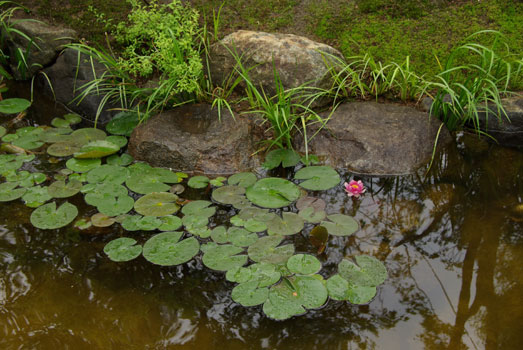 24 新小岩の庭 03