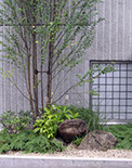 34 茗荷谷の庭 02