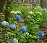 紫陽花