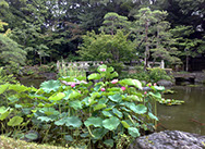 蓮 01
