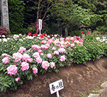 芍薬